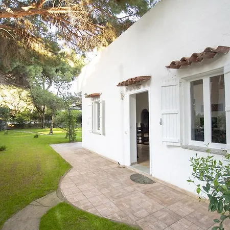 Eucalipto Valledoria (Sardinia)